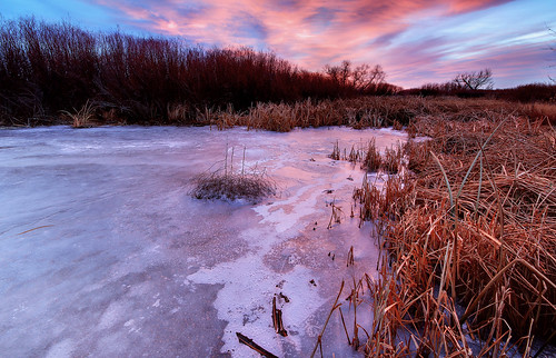 ice sunrise reeds cherry landscape colorado denver aurora cherrycreekstatepark