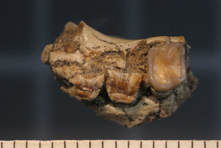 Cenozoic Africa rodents