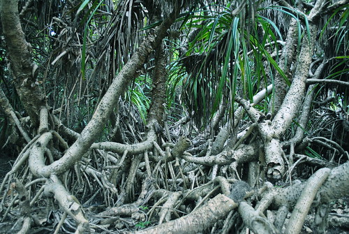 sea india photography photo bush nikon asia photos mangrove shore seashore tamilnadu birdsanctuary lavendar nagapattinam d3000 rajasekaran kodiakkarai vedharanyam kodigeri