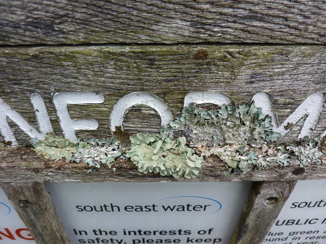 Lichen on a signpost