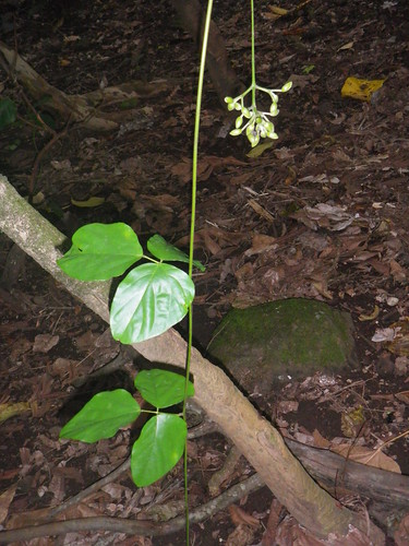 Mucuna gigantea leaf and buds