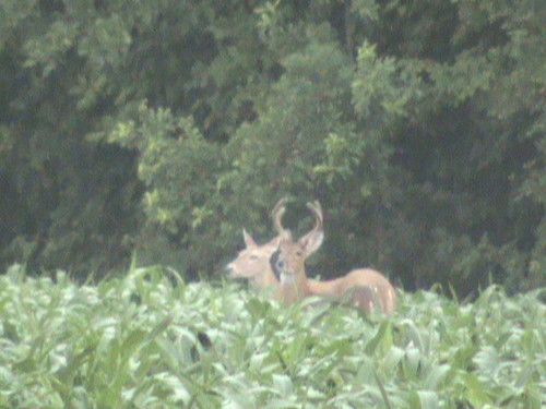 forest season woods hunting property tags doe deer bayou swamp land buck lease biggame regulations hunts