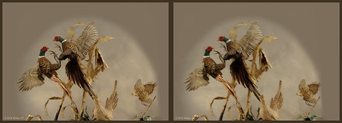 sculpture detail bird art nature stereoscopic stereogram 3d crosseye md gallery pheasant brian fine maryland carving indoors stereo wallace inside stereopair sidebyside depth easton stereoscopy stereographic ewf freeview brianwallace xview stereoimage xeye stereopicture crosssview