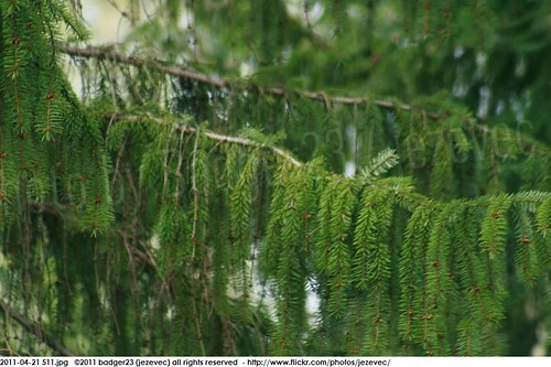 park tree green indianapolis indiana holliday conifer 2011 jezevec badger23 20110421