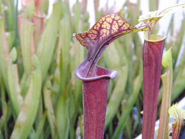 Les sarracenia hybride seedling  13939579065_d27692eb00_z