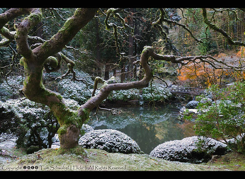 bridge snow cold tree oregon garden portland japanesegarden maple pond seasons change tomschwabel