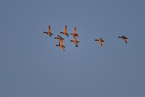 sunrise ducks mallard fowl mallards tcaap ahats twincitiesarmyammunitionplant tcaapwva ardenhillsarmytrainingsite