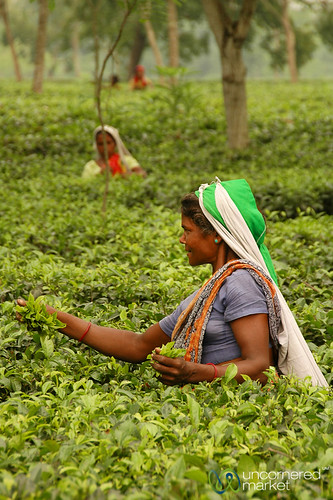 people woman india tea teaplantation westbengal dpn teapicker