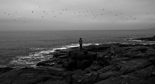 blackandwhite bw water birds coast rocks maine shore photoofaphoto nubblelighthouse capeneddicklightstation