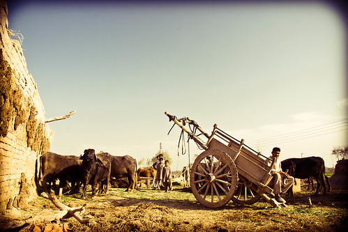 pakistan man men asia village child bull cart punjab countyside