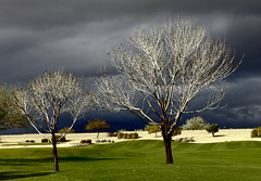 Sunlit Barren Trees agains a Stormy Sky