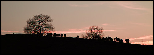 sunset black canon sheep 7d paesaggi nera nere pecore pecora gigabyte2