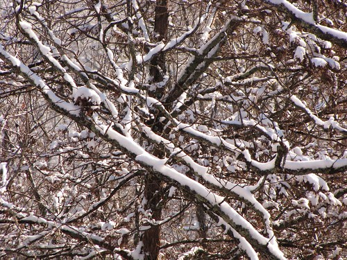 travel trees winter usa white snow nature forest canon landscapes daylight scenery view south country peaceful powershot daytime arkansas ozarks tranquil hwy65 sx10is waltphotos lordwalt