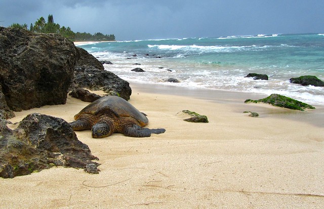 Sea Turtle, Laniakea Beach, Oahu, Hawaii