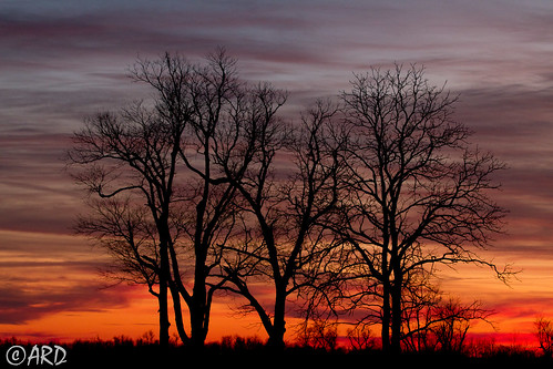 sunset sky tree fall