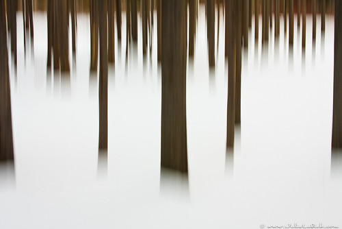 wood longexposure travel winter red wild white snow abstract blur cold west tree green nature beautiful vertical horizontal forest landscape montana solitude quiet graphic bright outdoor scenic peaceful nobody calm western environment strong fade serene wilderness habitat panning tranquil soothing dense conifer lodgepolepine panblur lostcreekstatepark