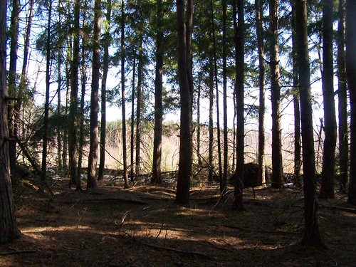 forest state clear towards cuts scrubland andyarthur burntrossman