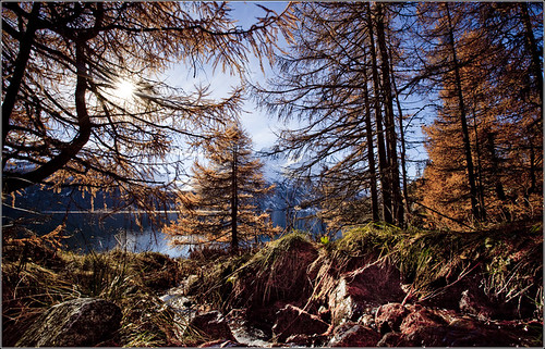 wood autumn fall creek canon switzerland 5d larch engadin graubünden silsersee