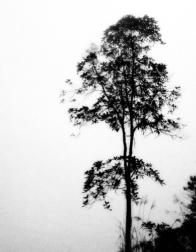 blackandwhite tree nature mono borneo sillouette 2011