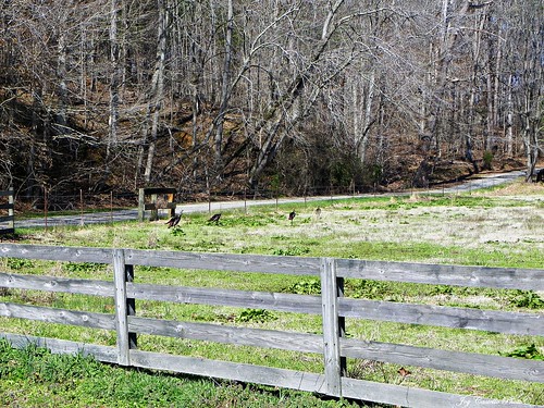animals georgia wildlife fences turkeys bartowcounty wildturkeys march122011