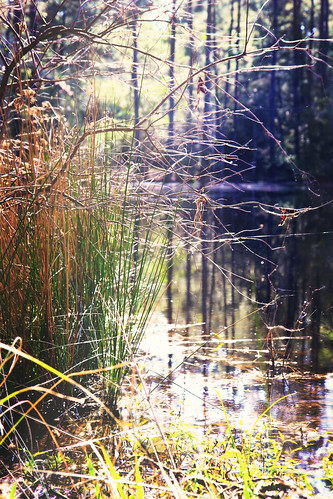 water grass pond romanforest
