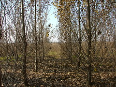 Hybrid Poplar plantation