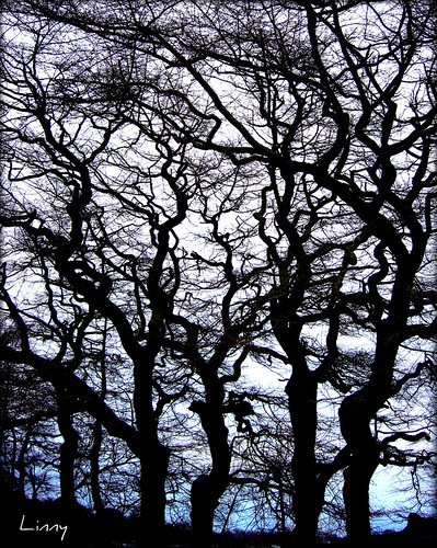 trees wintertrees dancingtrees silhouetteoftrees