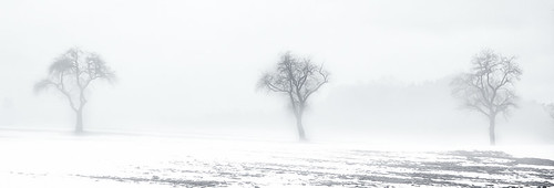 winter white snow black tree fog landscape three 21 bald away nik fading lightroom 400d silverefex