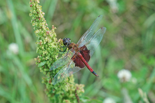 insects odonata libelluiidae