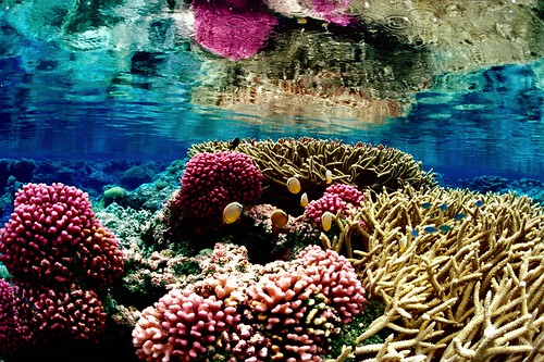 Coral Reef at Palmyra Atoll National Wildlife Refuge