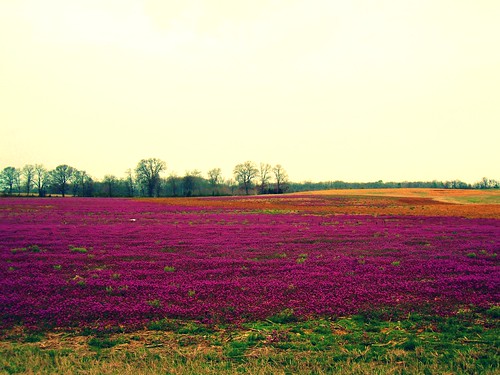 flowers field weed purple picnik colbertcountyalabama