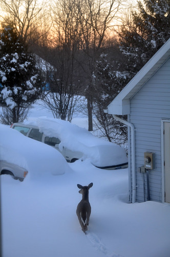 winter sunset snow deer whitetail