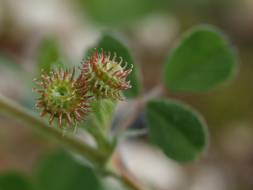 cyprus flora medicago medicagominima minima