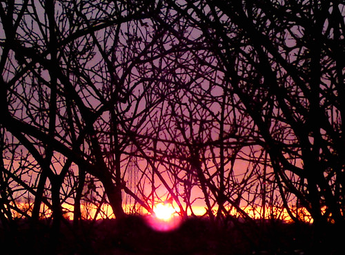 sunset colour carlisle cumbria silhouette trees purple sky twilight