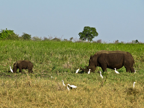 africa cerototheriumsimumsimum geography grassrhinoceros kenya merunationalpark rhinoceros southernsquarelippedrhinoceros southernwhiterhinoceros animal mammals ungulates