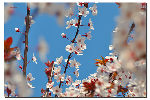 flowers blue sky white milan primavera colors blu milano selection cielo fiori colori bianco springtime ghostbuster selezione gigi49