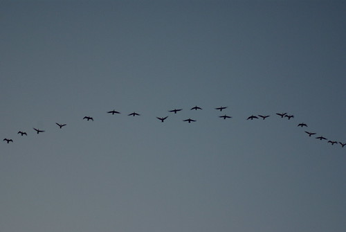 park blue sunset sky nature birds georgia outdoors evening flying geese pentax dusk line migration crookedriver k10d crookedriverstatepark tamronaf70300mmf456dildmacro photobymikewacht