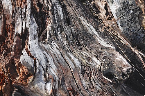 texture upstatenewyork newyorkstate treestump elkcreek schenevus edbrodzinsky