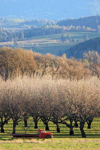 trees vineyard view walnuts orchard hills oldtruck redtruck clearlakeca