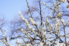 Prunus mume 'Shiro-Naniwa', Japanese Apricot, 2003-005-B