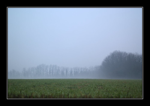 trees wet grass fog countryside fujifilmfinepixs5pro bressa nikkoraf50mmf18n