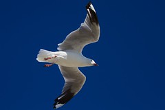 Seagull 22