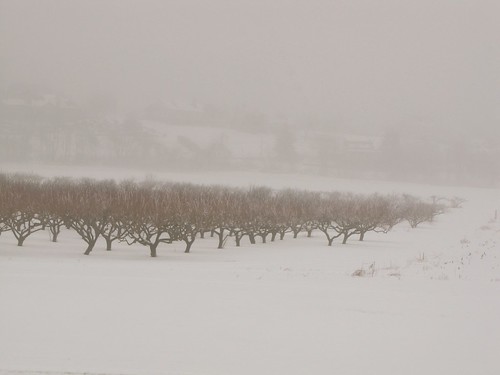 storm weather fog rural frost country orchard icestorm icy lancastercounty icefog wintersunrise badweather winterstorm winterweather wintermorning ruralamerica coldmorning fruitorchard fruitfarm snowfog icecovered icecoated icecoveredtrees