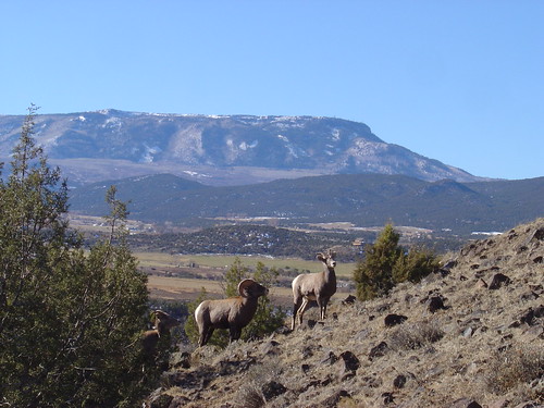 mountain animals big sheep wildlife rocky grand horn mesa travisscamera