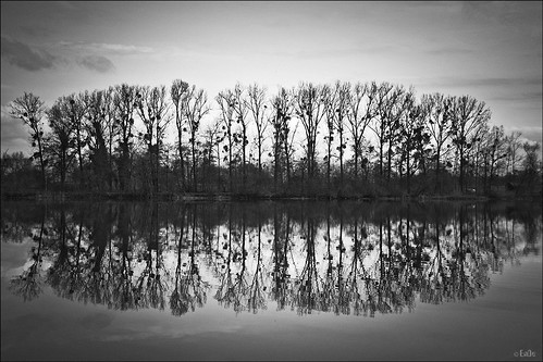 trees bw reflection water see wasser sw bäume spiegelung misteln mirrorser ennodernov mygearandme mygearandmepremium mygearandmebronze