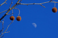 Sycamore fruit and day moon