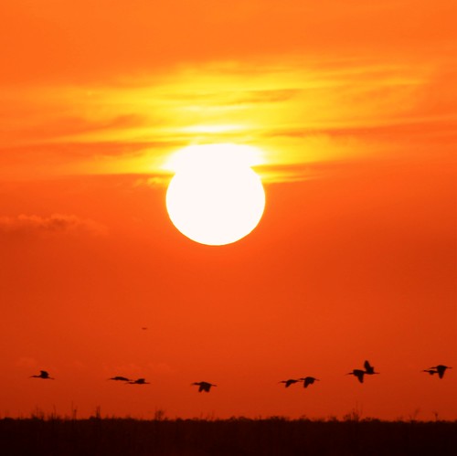 sunset nature colorful unitedstates florida wildlife silhouettes ibis national everglades refuge southflorida palmbeachcounty loxahatchee
