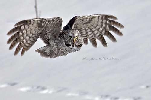 winter snow grey flying hole great flight jackson greatgreyowl owl wyoming jacksonhole in unitedstatesof