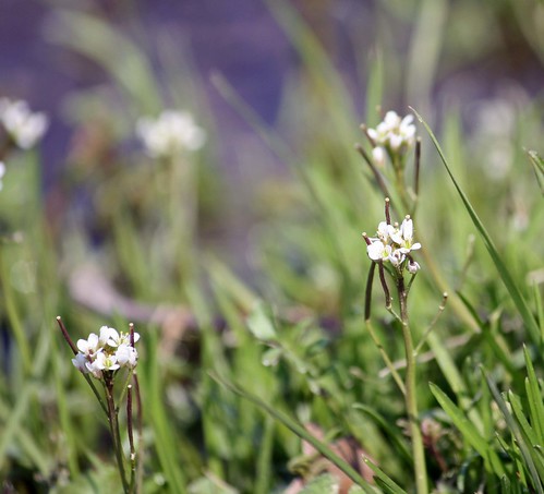 wildflower saxifrage