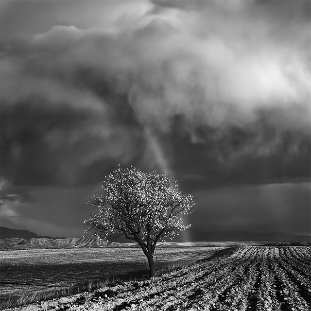 One Almond Tree Under the Storm